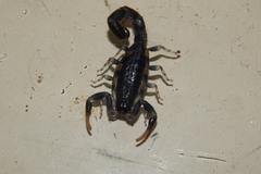 Uroplectes flavoviridis