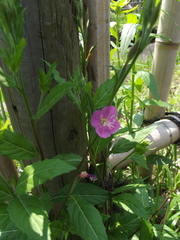 Oenothera rosea