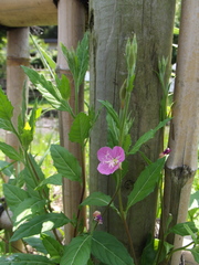 Oenothera rosea