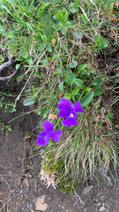 Viola calcarata