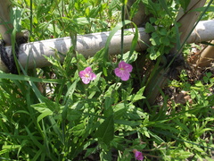 Oenothera rosea
