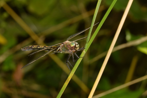 Oxygastra curtisii