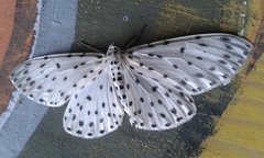 Antipercnia belluaria