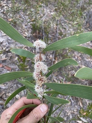 Hakea benthamii