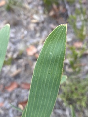 Hakea benthamii