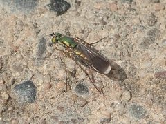 Poecilobothrus nobilitatus