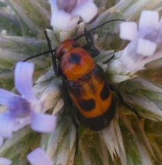 Nemognatha chrysomelina