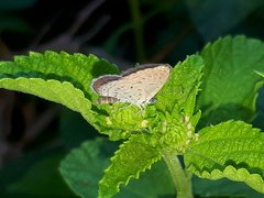 Zizula hylax pygmaea