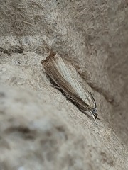 Agriphila straminella