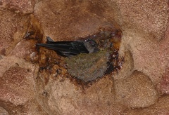 Aerodramus salangana
