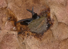 Aerodramus salangana