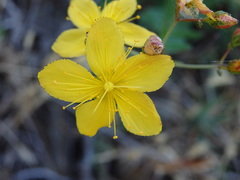 Hypericum linariifolium