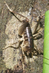 Hemiandrus pallitarsis