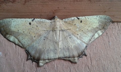 Chorodna complicataria