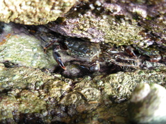 Pachygrapsus marmoratus