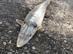 Acipenser fulvescens