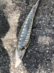 Acipenser fulvescens