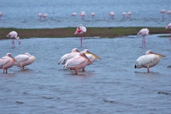 Pelecanus onocrotalus