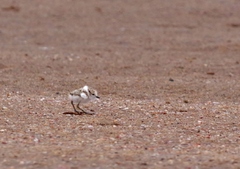 Charadrius marginatus marginatus