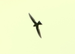 Aerodramus unicolor