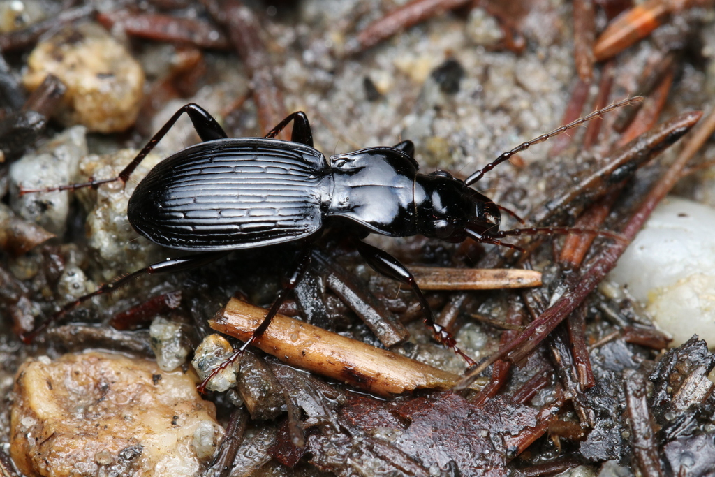 Pterostichus fasciatopunctatus