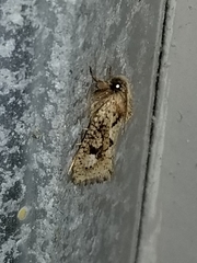 Acrolophus walsinghami