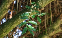 Pleurostylia capensis