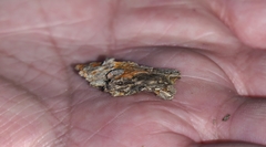 Pleurostylia capensis