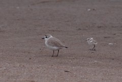 Charadrius marginatus marginatus