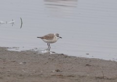 Charadrius marginatus marginatus