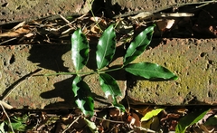 Pleurostylia capensis