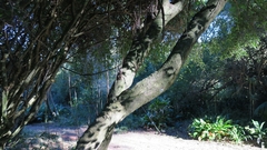 Pleurostylia capensis