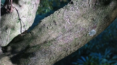 Pleurostylia capensis