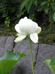 Nelumbonaceae