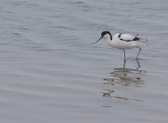 Recurvirostra avosetta