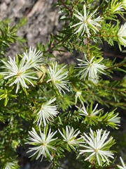 Pseudanthus ligulatus