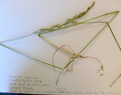 Agrostis exarata