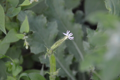 Silene noctiflora