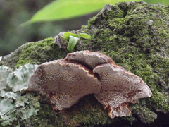 Agaricomycetes