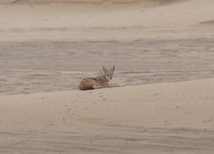 Lupulella mesomelas mesomelas