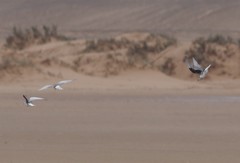 Chlidonias leucopterus