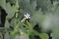 Silene noctiflora
