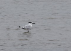 Thalasseus sandvicensis