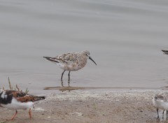 Calidris ferruginea