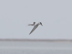Sterna hirundo