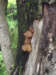 Fungi