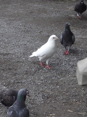 Columba livia domestica