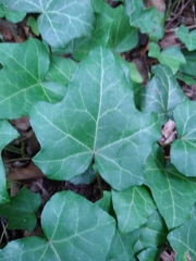 Hedera helix