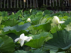 Nelumbonaceae