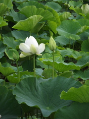 Nelumbonaceae